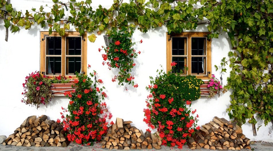 white facade of village house, decorated with grape vine and flowers