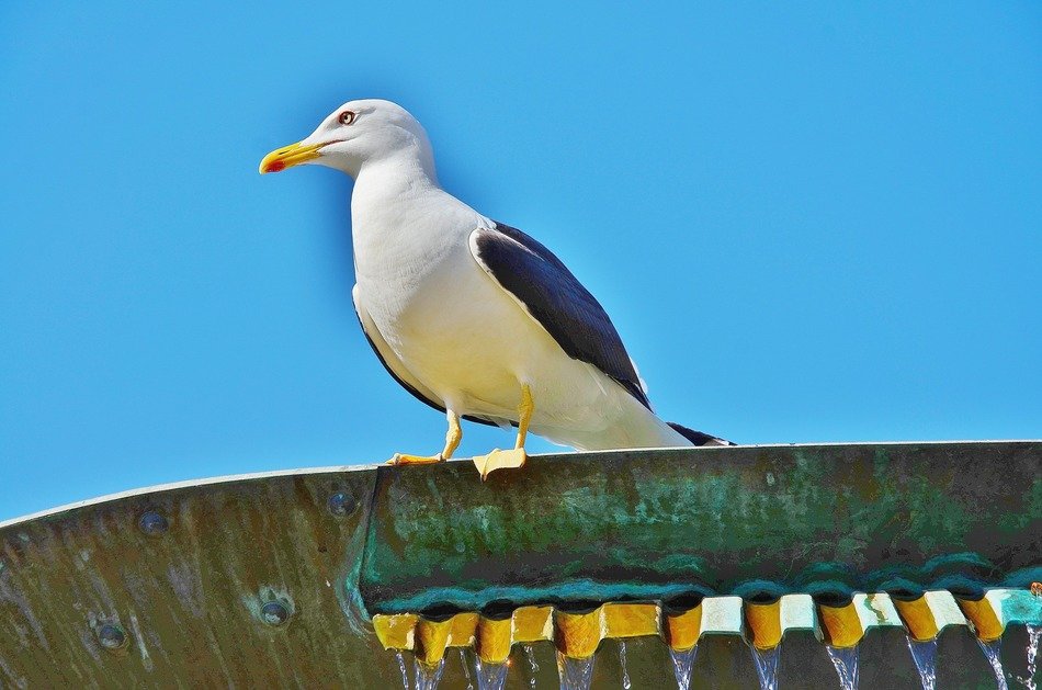 sea gull sits on roof at sky