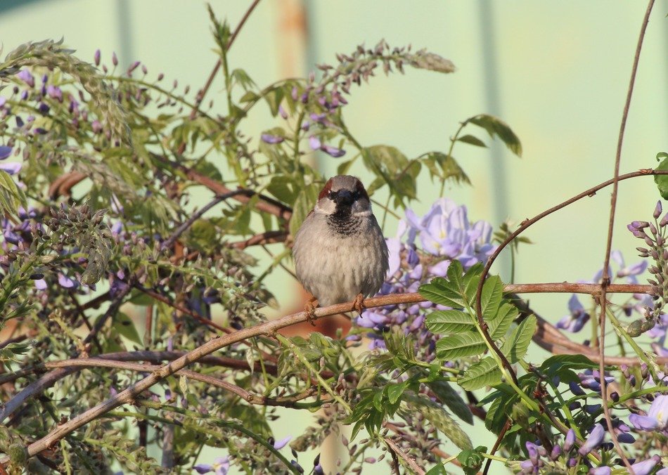 sparrow sitting on blooming branch