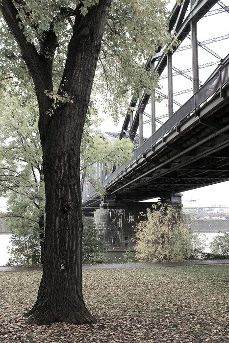 frankfurt steel railway bridge tree