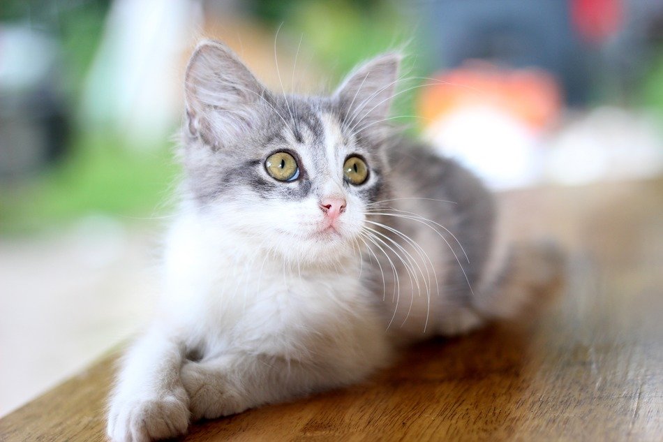a fluffy pet on a blurred background