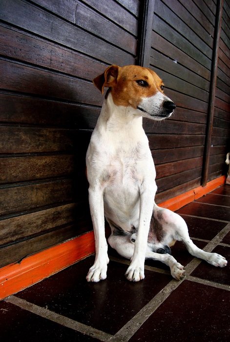 puppy in the house, bahia, brazil