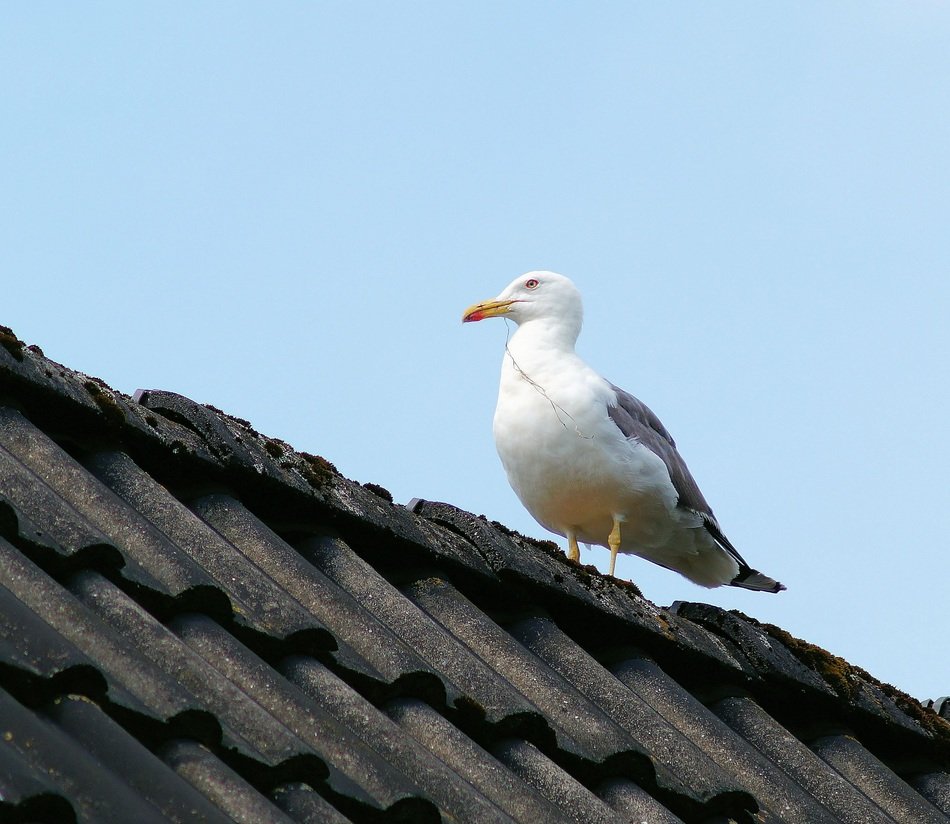seagull sits on old tile roof