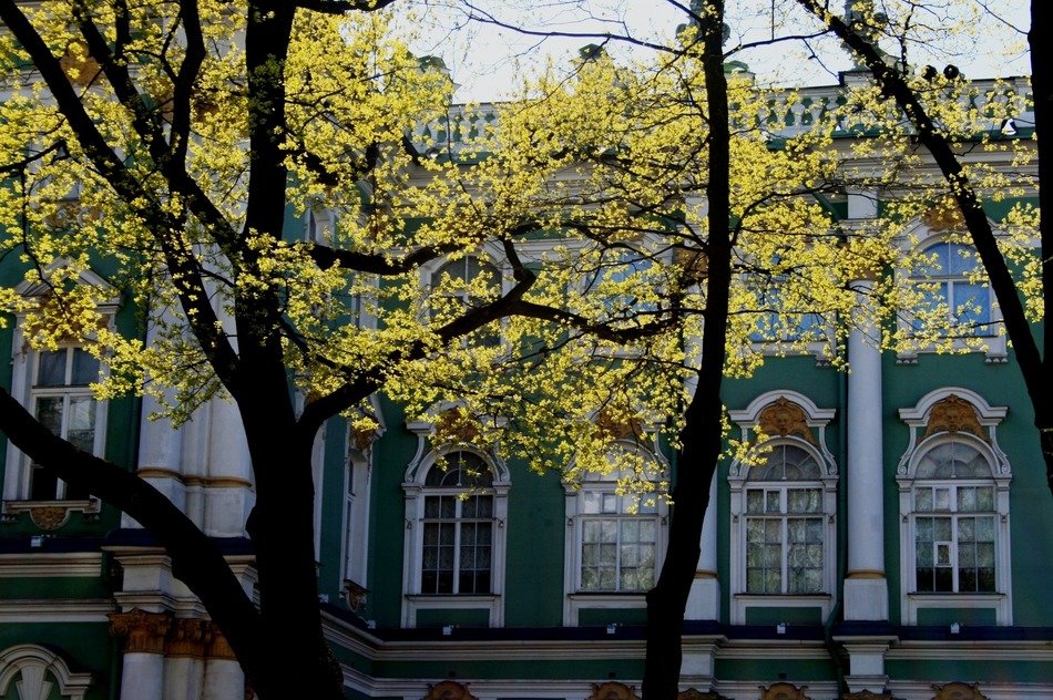 winter palace behind trees at spring, russia, st petersburg