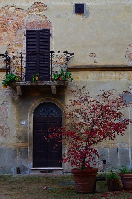 potted tree with red leaves at old wall, italy