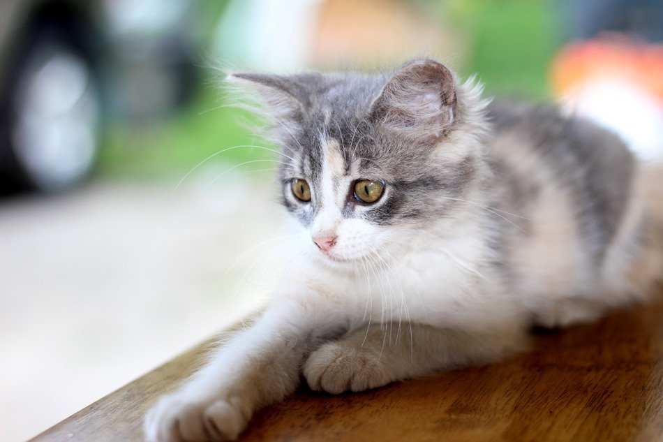 sweet grey home cat