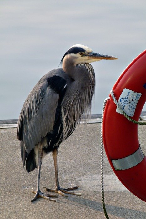 blue heron at red rescue ring