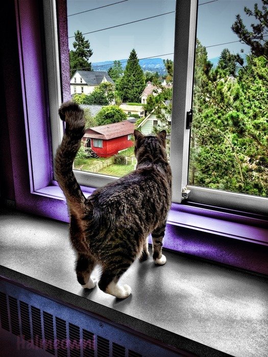 back view of cat looking through window with violet windowsill on the plants