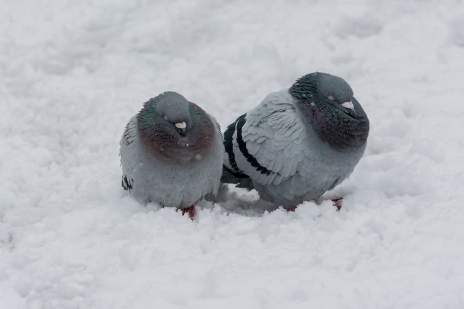 two grey pigeons sitting together on snow