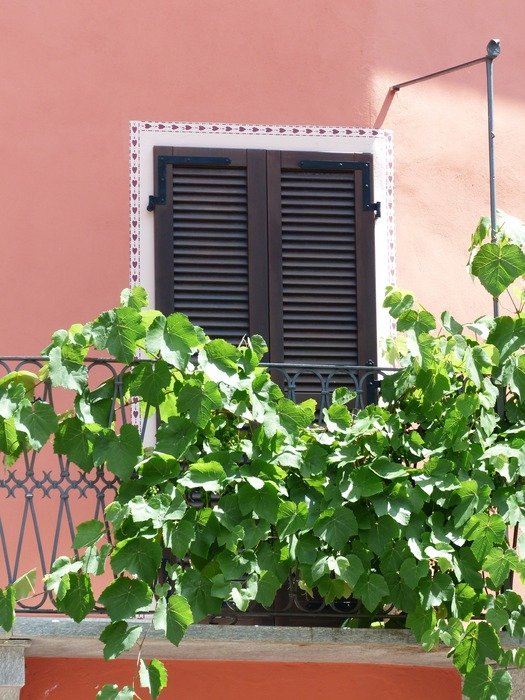 grapevine on balcony at pink facade
