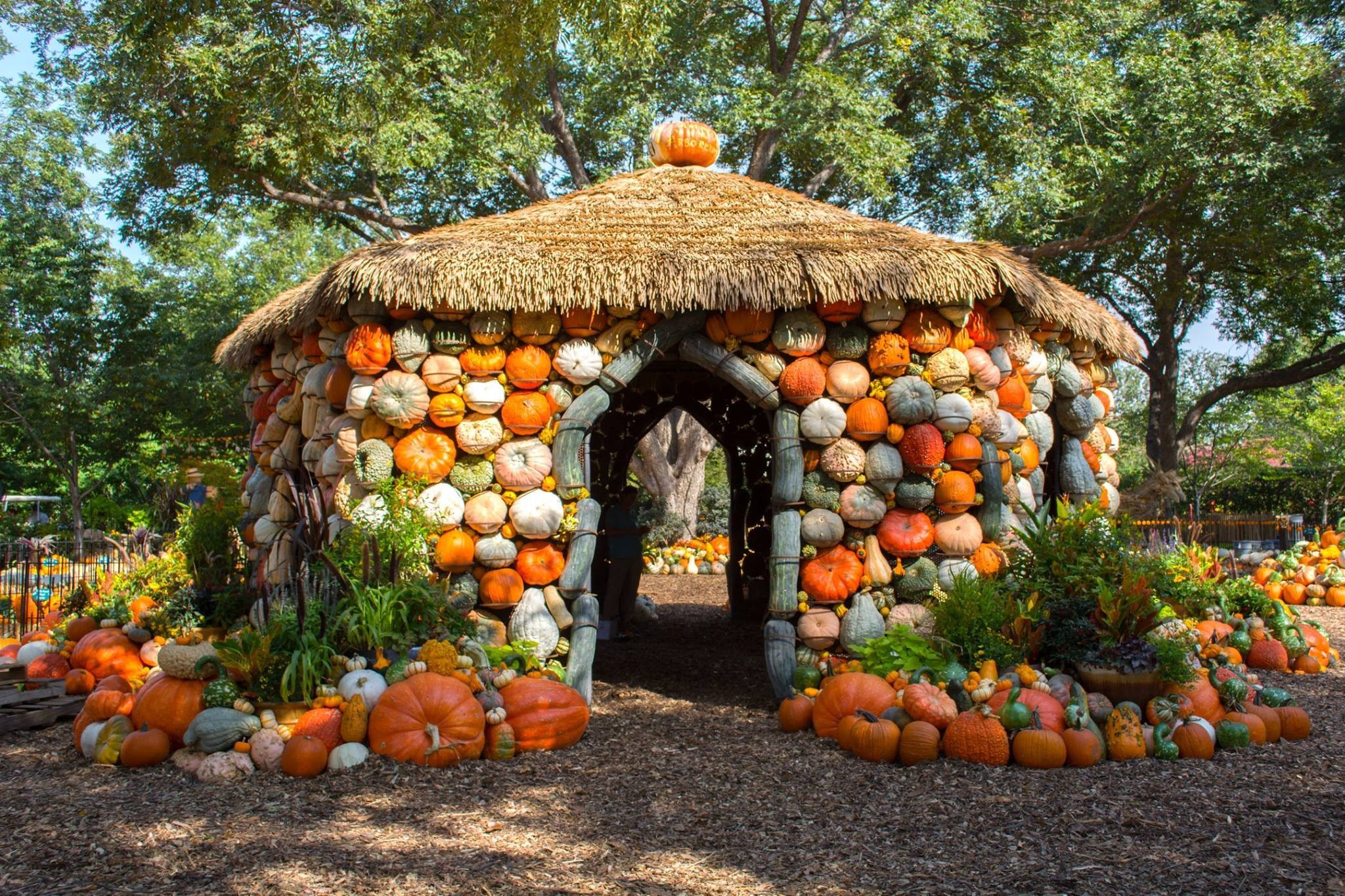 Scenic pumpkins house in arboretum, usa, texas, dallas free image download