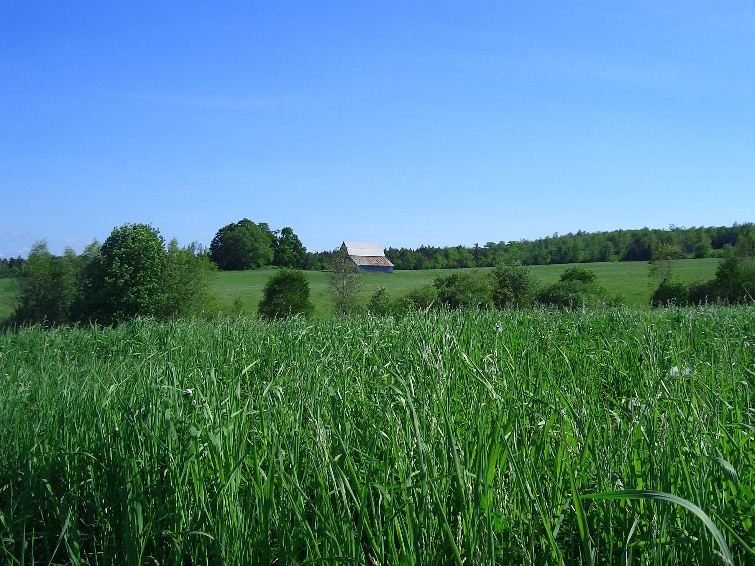 pasture-in-nova-scotia-free-image-download