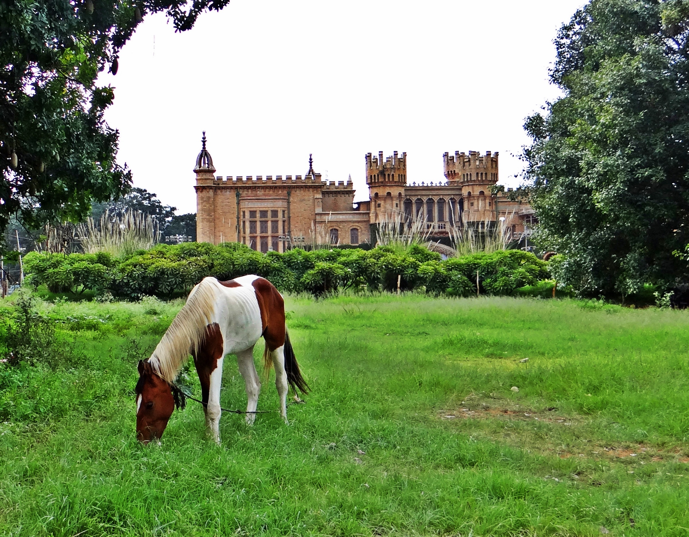 Pinto Horse Grazing On Meadow In View Of Bangalore Palace India