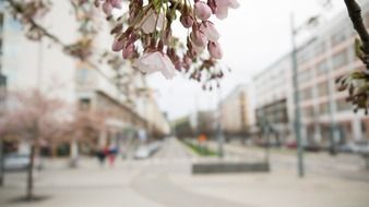 pink sakura flowers at blurred city background