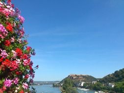 blooming geranium at distant view of ehrenbreitstein fortress, germany, koblenz