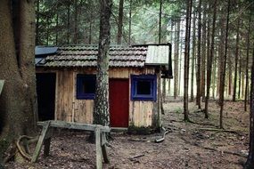 old hut in a pine forest