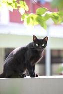 black cat sitting on stone wall