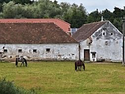 horses live on an old farm in the village