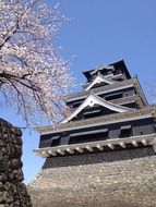 blooming sakura at castle tower, japan, kumamoto