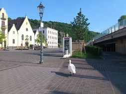 Swans on the streets of the city of Koblenz