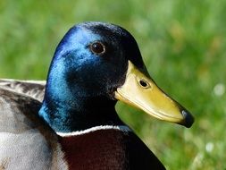 mallard drake, blue head close up