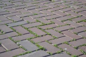 grass growing through tile pavement