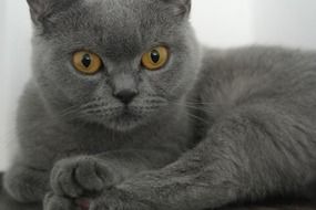 portrait of cute british shorthair cat