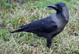 portrait of Indian black crow bird