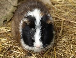 tricolor guinea pig lying on hay