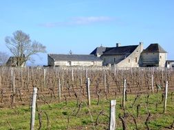 bare vineyard at spring, france