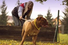 brown mastiff on a leash