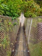 suspended walk path among foliage