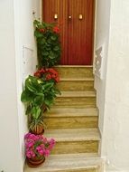 potted flowers on steps at entrance door