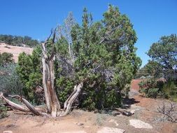 dead tree among green junipers in desert, usa, colorado national monument