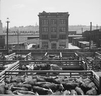 cattle at stockyards, usa, missouri, kansas city