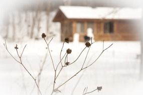 dry plant with seeds at winter