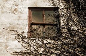 old mysterious window, overgrown with vine