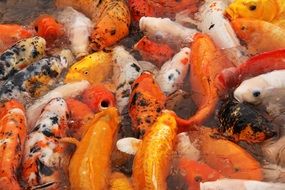 colourful koi fishes in pond, china, chengdu