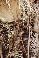 dry palm tree leaves