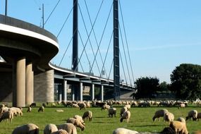 sheep herd grazing on meadow beneath suspension bridge, germany, dusseldorf