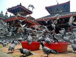 lot of pigeons feeding at temple, nepal, kathmandu