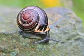 grey snail with brown shell, macro