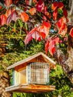 bird feeder among colorful autumn leaves