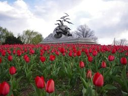 red tulips on flower bed in park, usa, texas