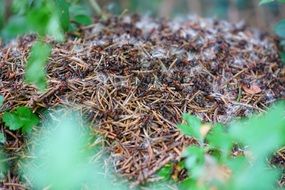 Forest anthill close-up