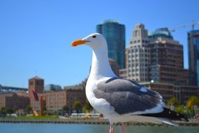 sea gull stays in front of big city, usa, californa, san francisco