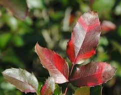 bright red striped autumn leaves