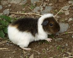 Guinea pig stands on the ground