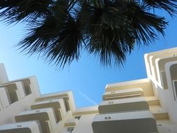 bottom view of palm tree leaves at white facade of hotel