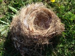 empty birdâs nest on grass